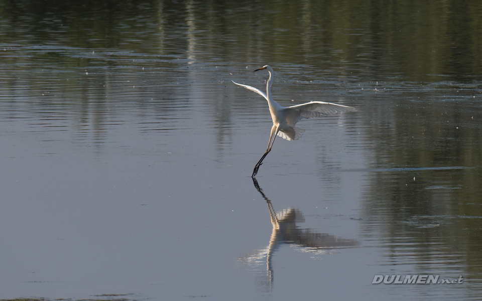 Great white egret (Ardea alba)